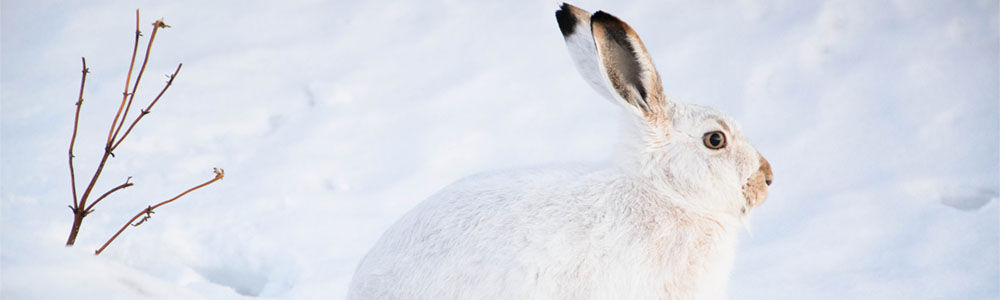 winter hare